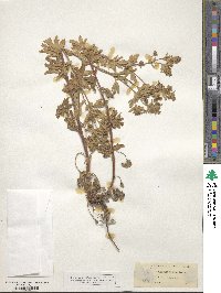 Potentilla rivalis image