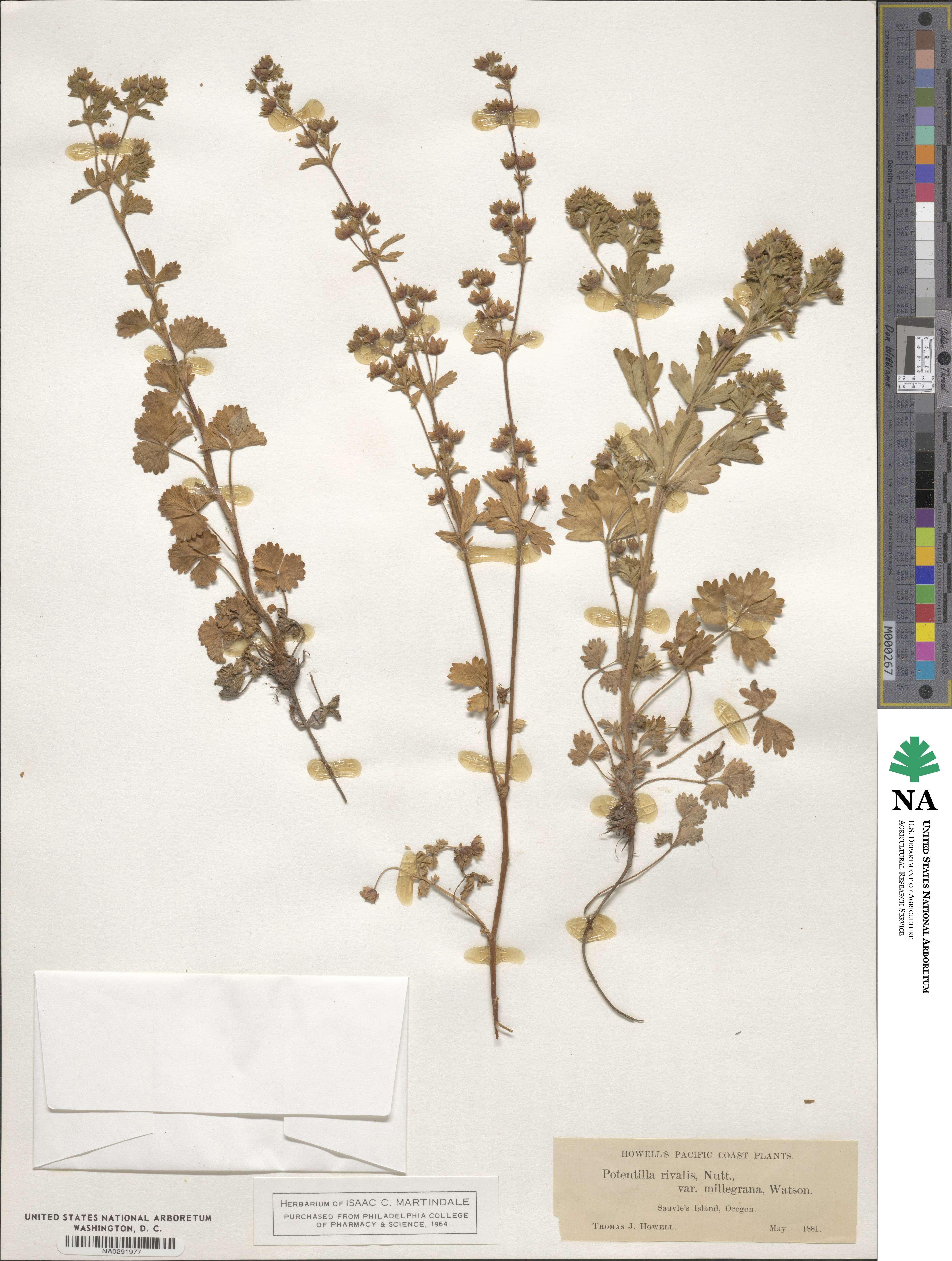 Potentilla rivalis image