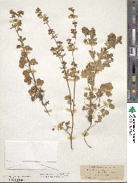 Potentilla rivalis image