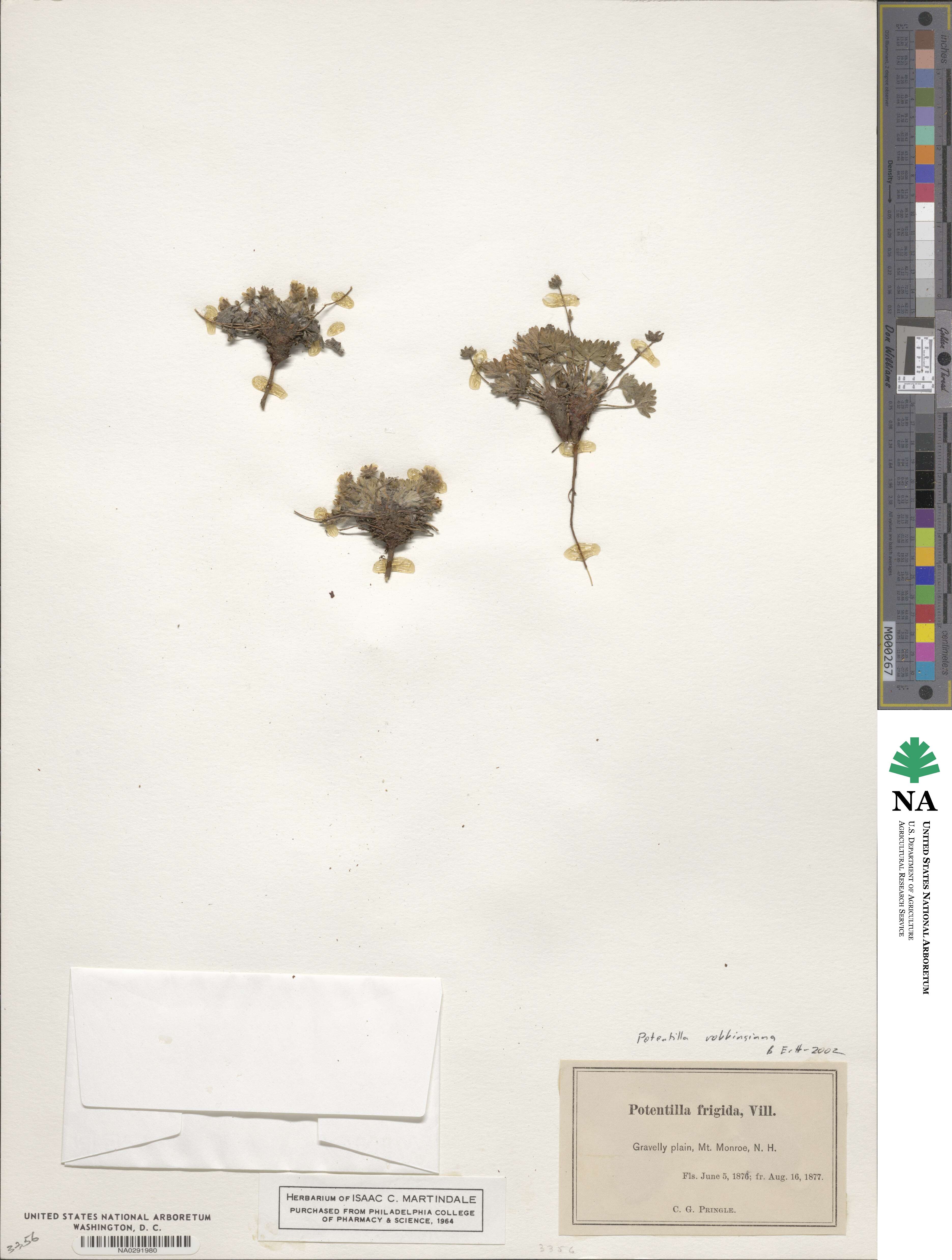 Potentilla robbinsiana image