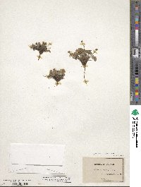 Potentilla robbinsiana image