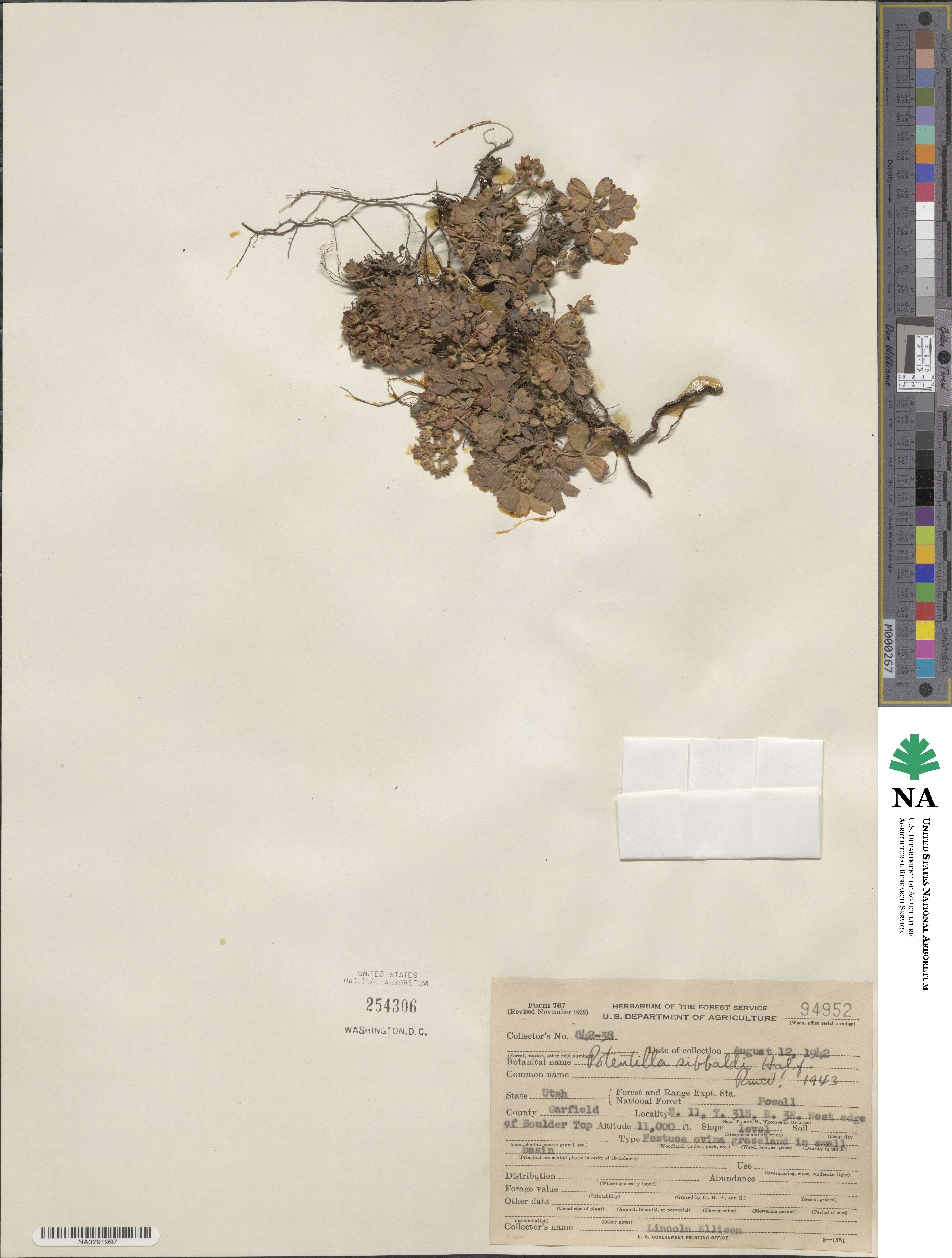 Sibbaldia parviflora image
