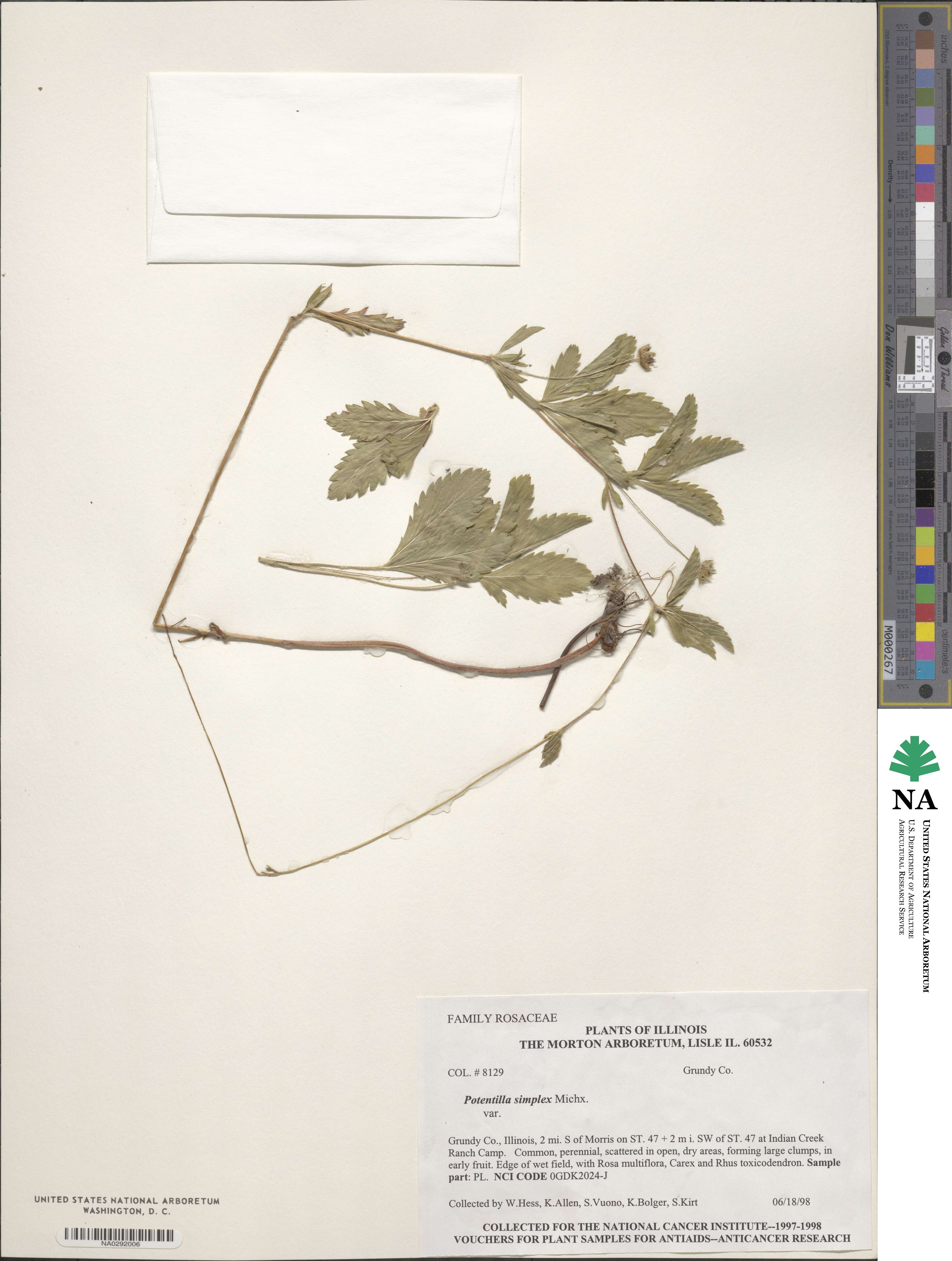 Potentilla simplex image