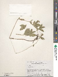 Potentilla simplex image