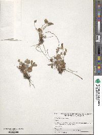 Potentilla simplex image