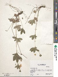 Potentilla simplex image