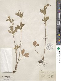 Potentilla simplex image