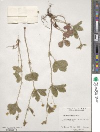 Potentilla simplex image