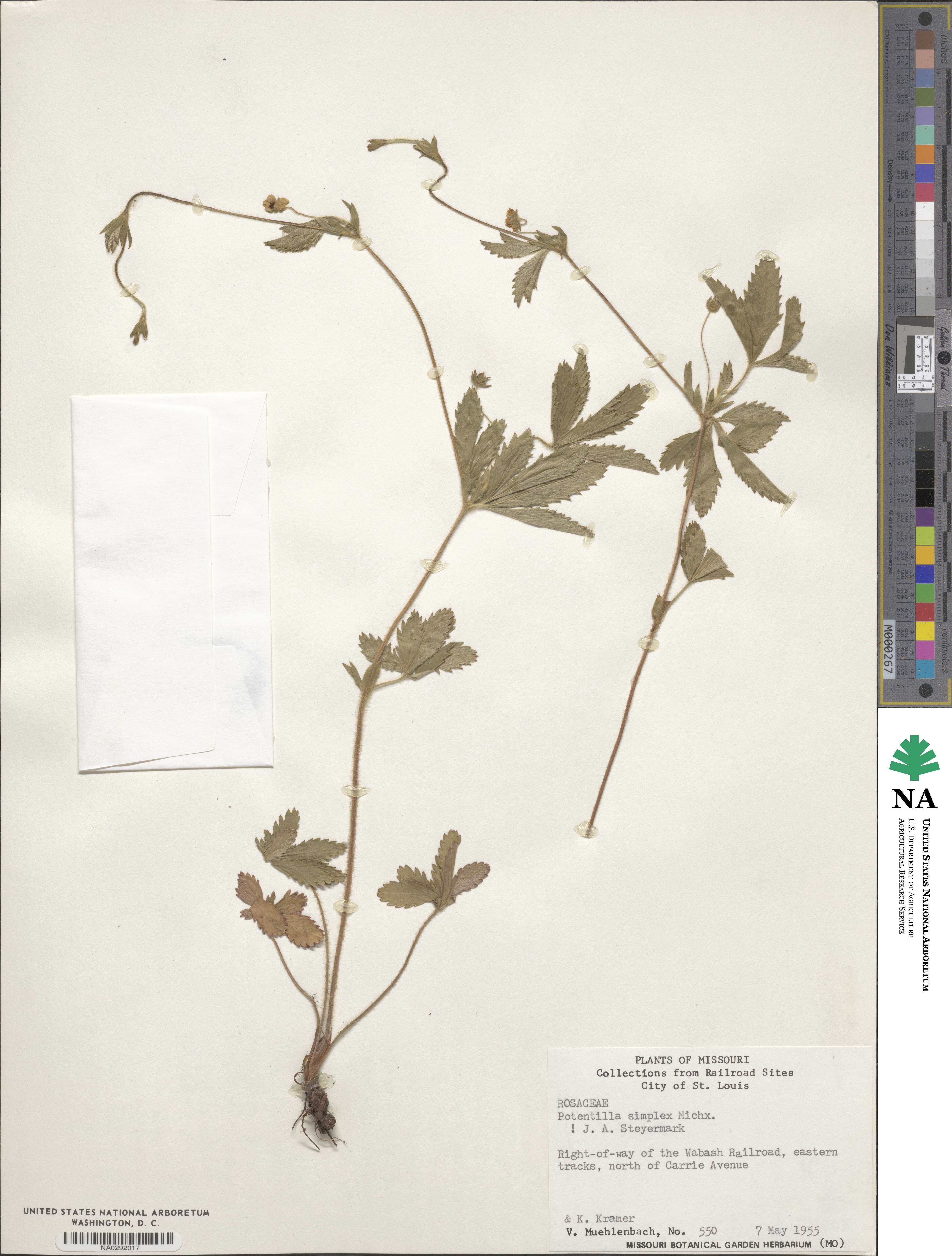 Potentilla simplex image