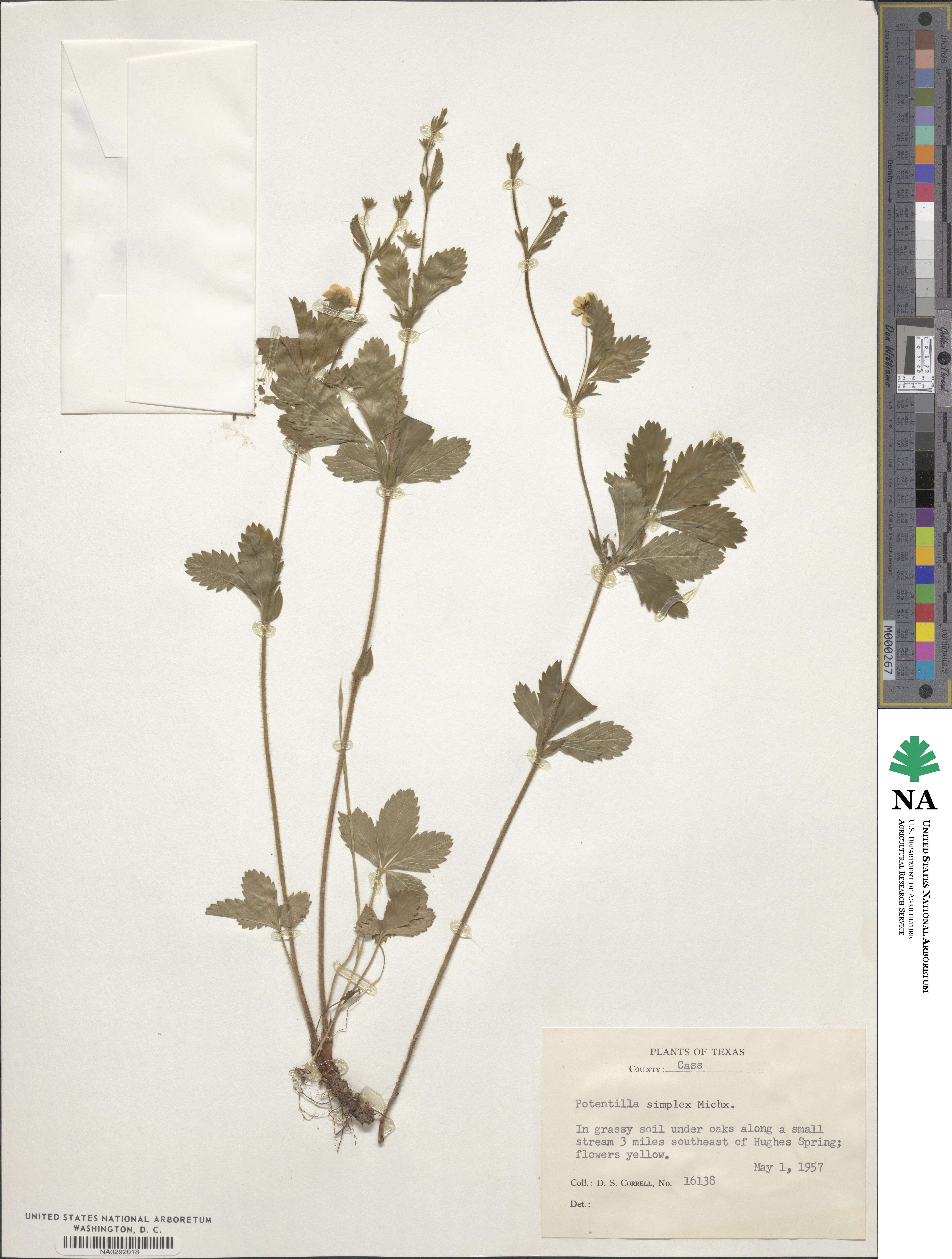 Potentilla simplex image