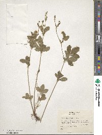 Potentilla simplex image