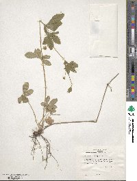 Potentilla simplex image