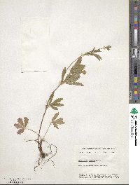 Potentilla simplex image