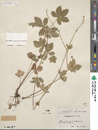 Potentilla simplex image