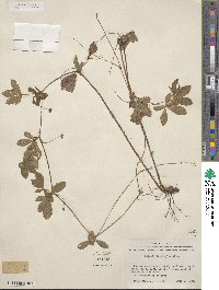 Potentilla simplex image