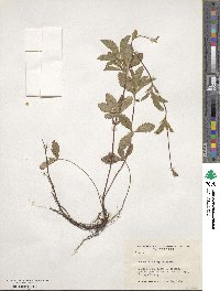 Potentilla simplex image