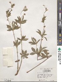 Potentilla simplex image