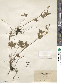 Potentilla simplex image