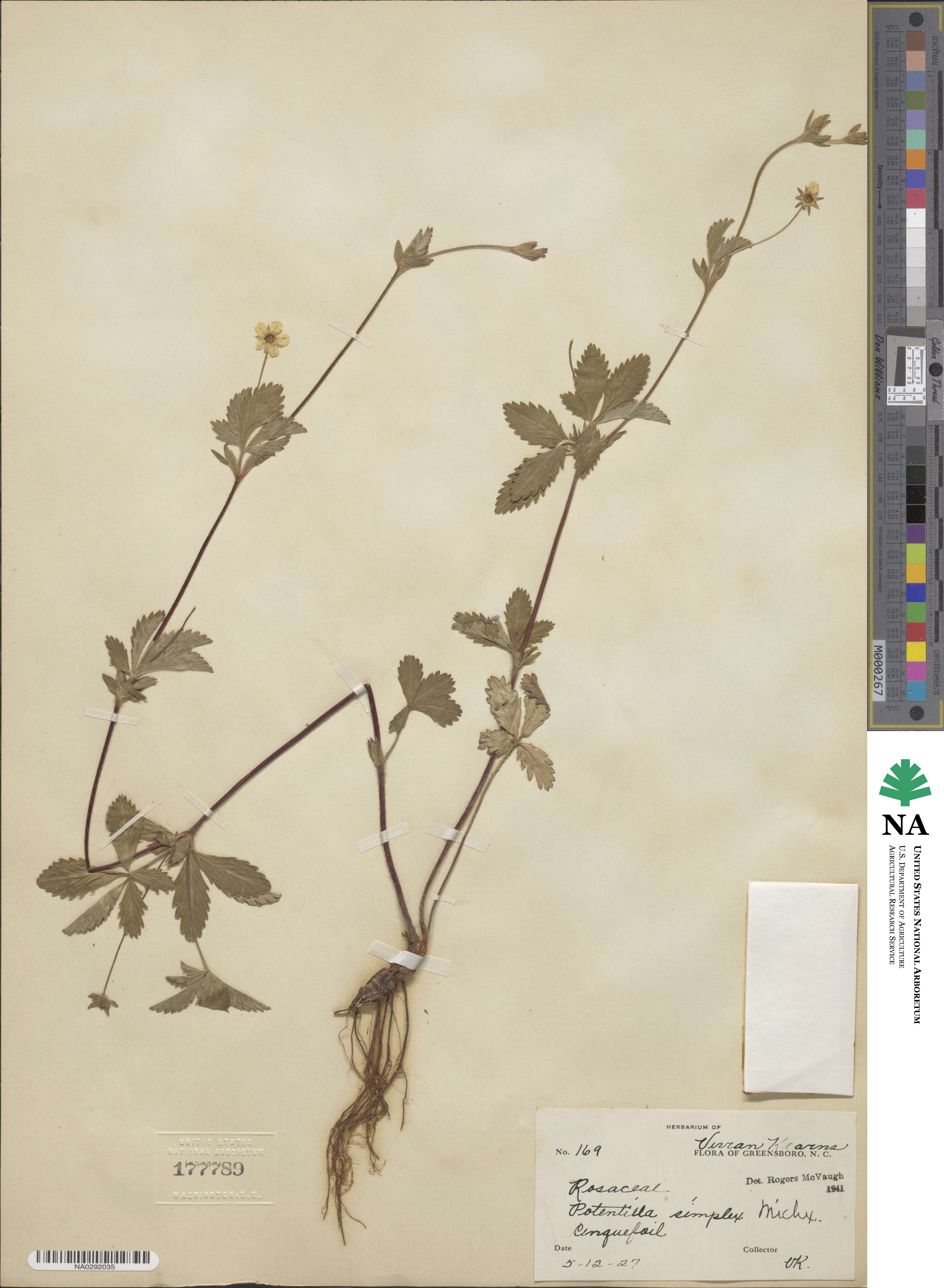 Potentilla simplex image