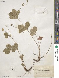 Potentilla simplex image