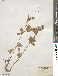 Potentilla simplex image