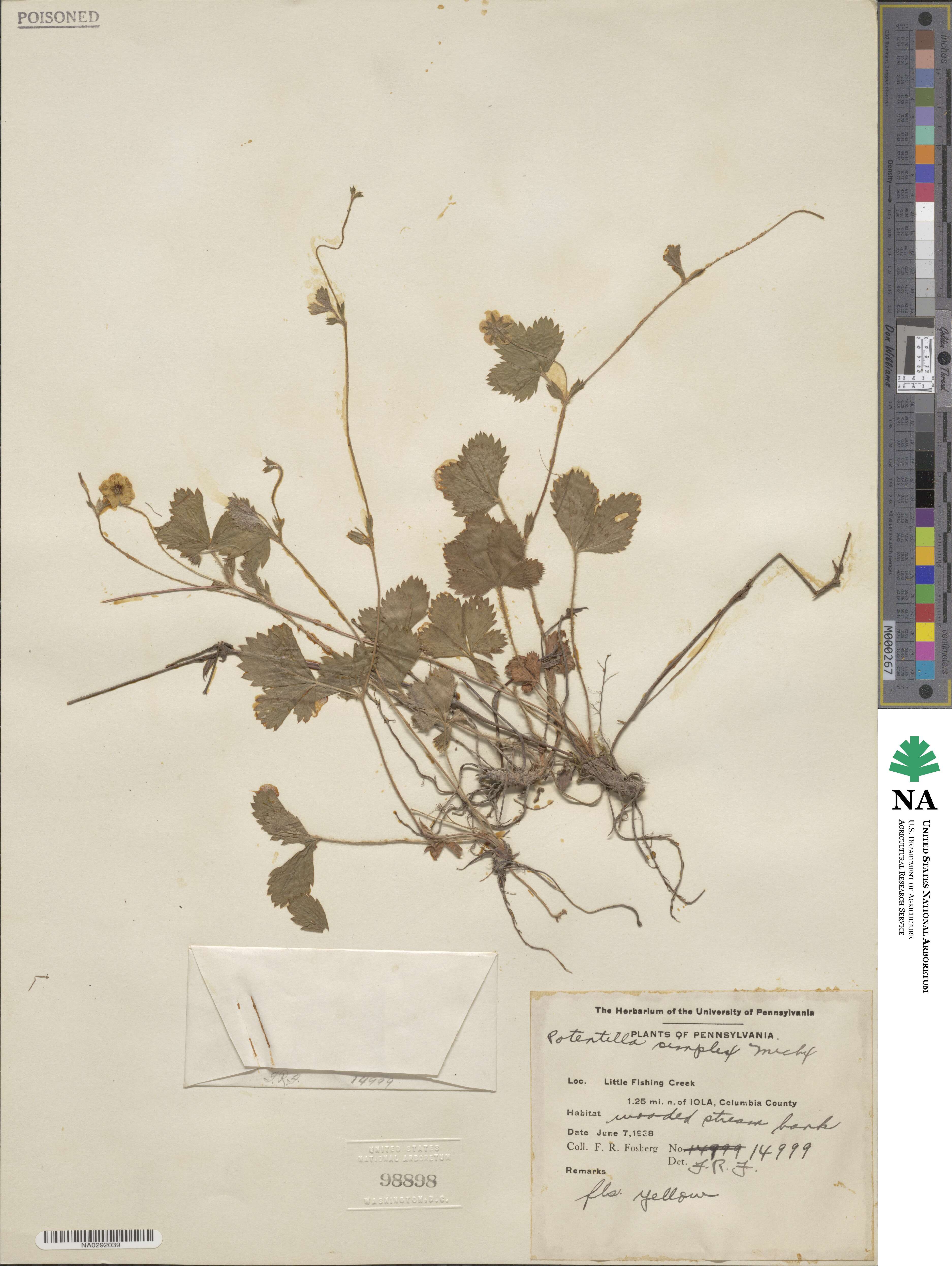 Potentilla simplex image