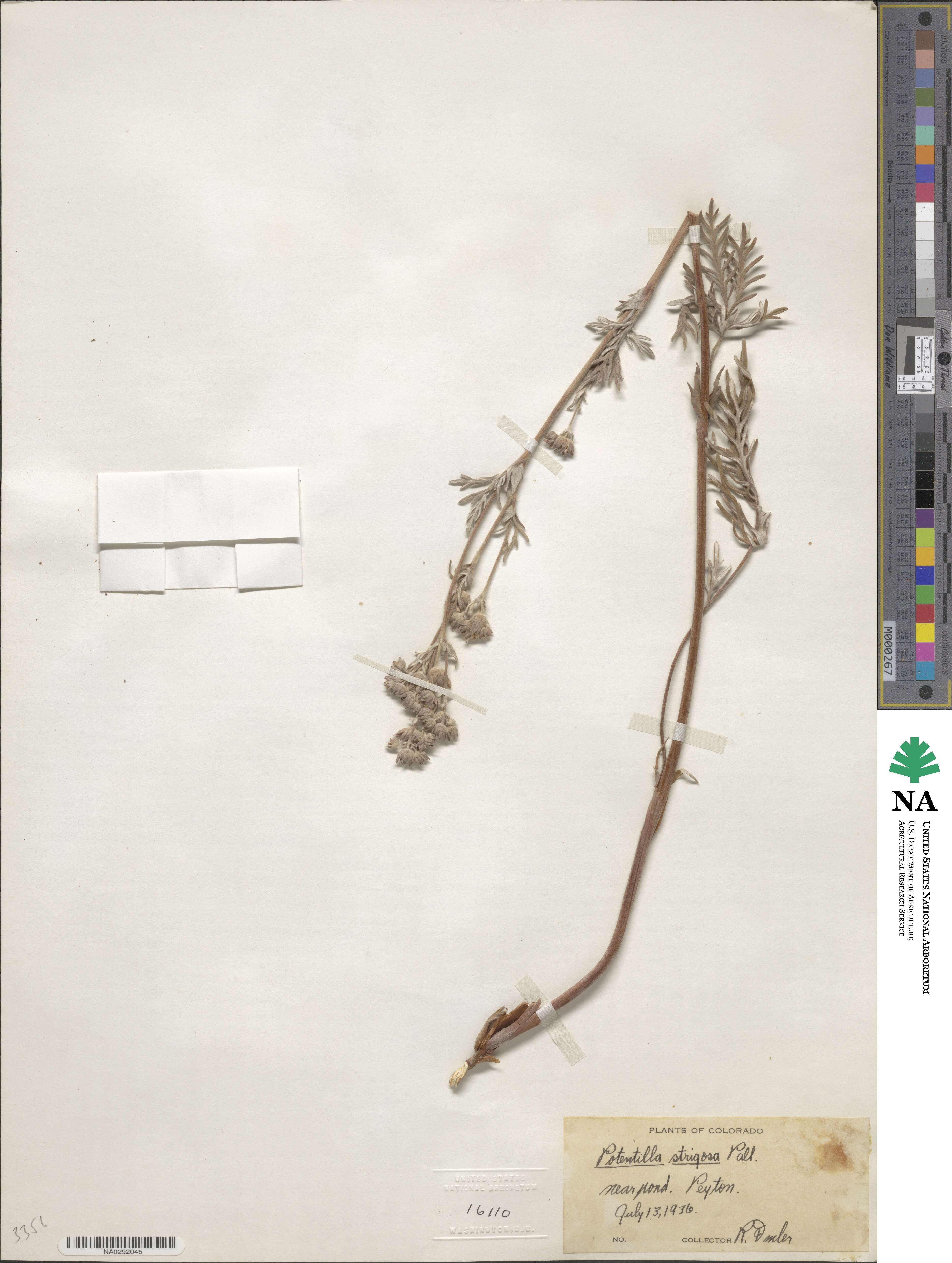 Potentilla strigosa image