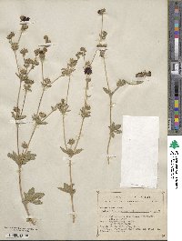 Potentilla thurberi image