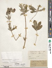 Potentilla thurberi image