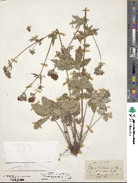 Potentilla thurberi image