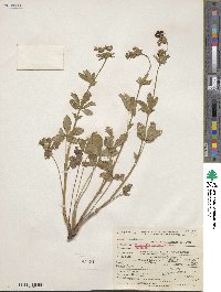 Potentilla thurberi image