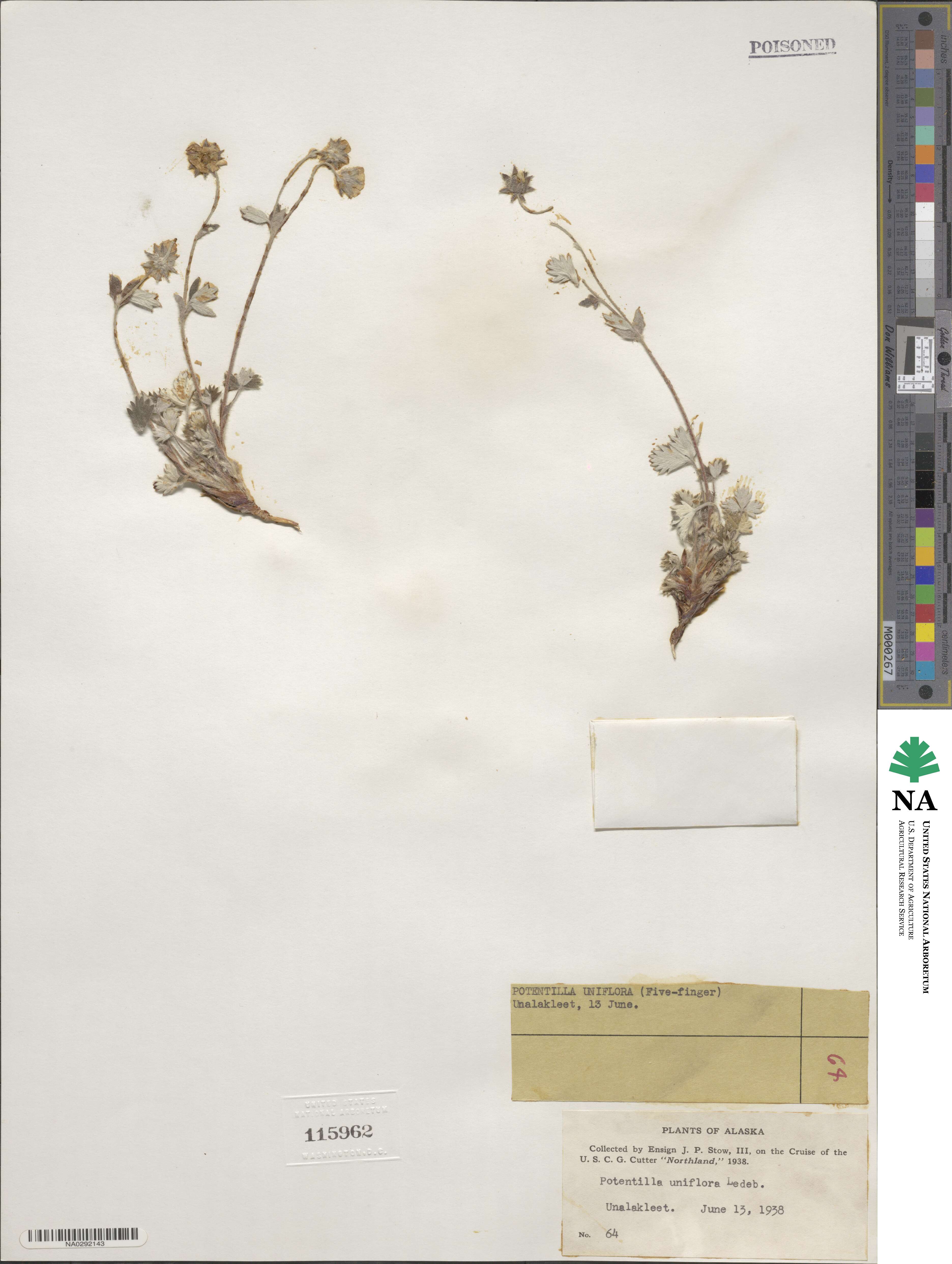 Potentilla uniflora image
