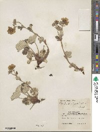 Potentilla villosa image