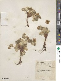 Potentilla villosa image