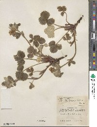 Potentilla villosa image