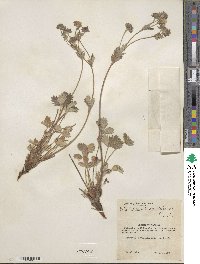 Potentilla villosa image