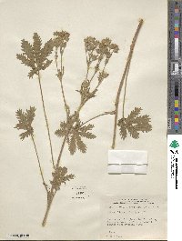 Potentilla gracilis var. fastigiata image