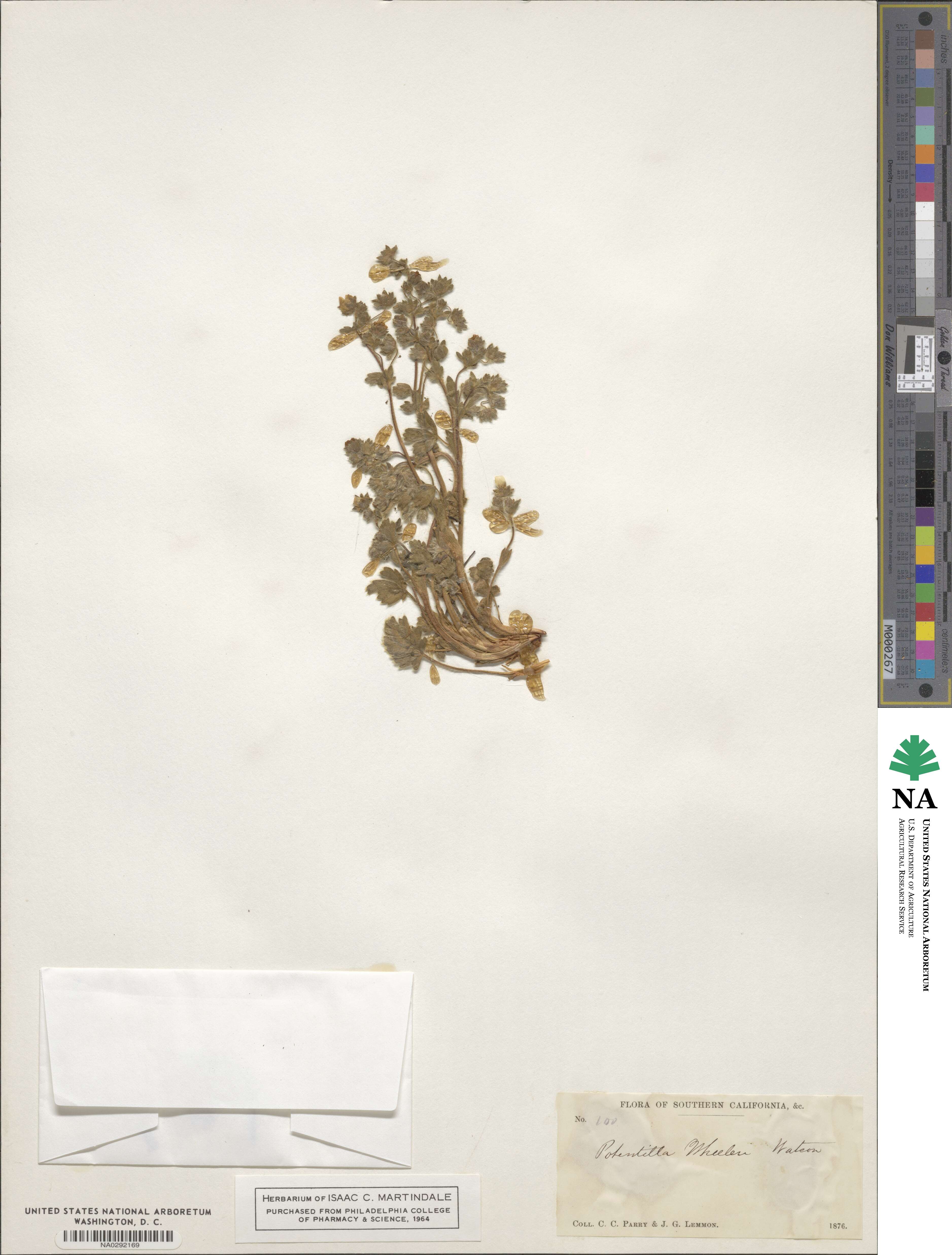 Potentilla wheeleri image