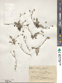 Image of Potentilla candicans