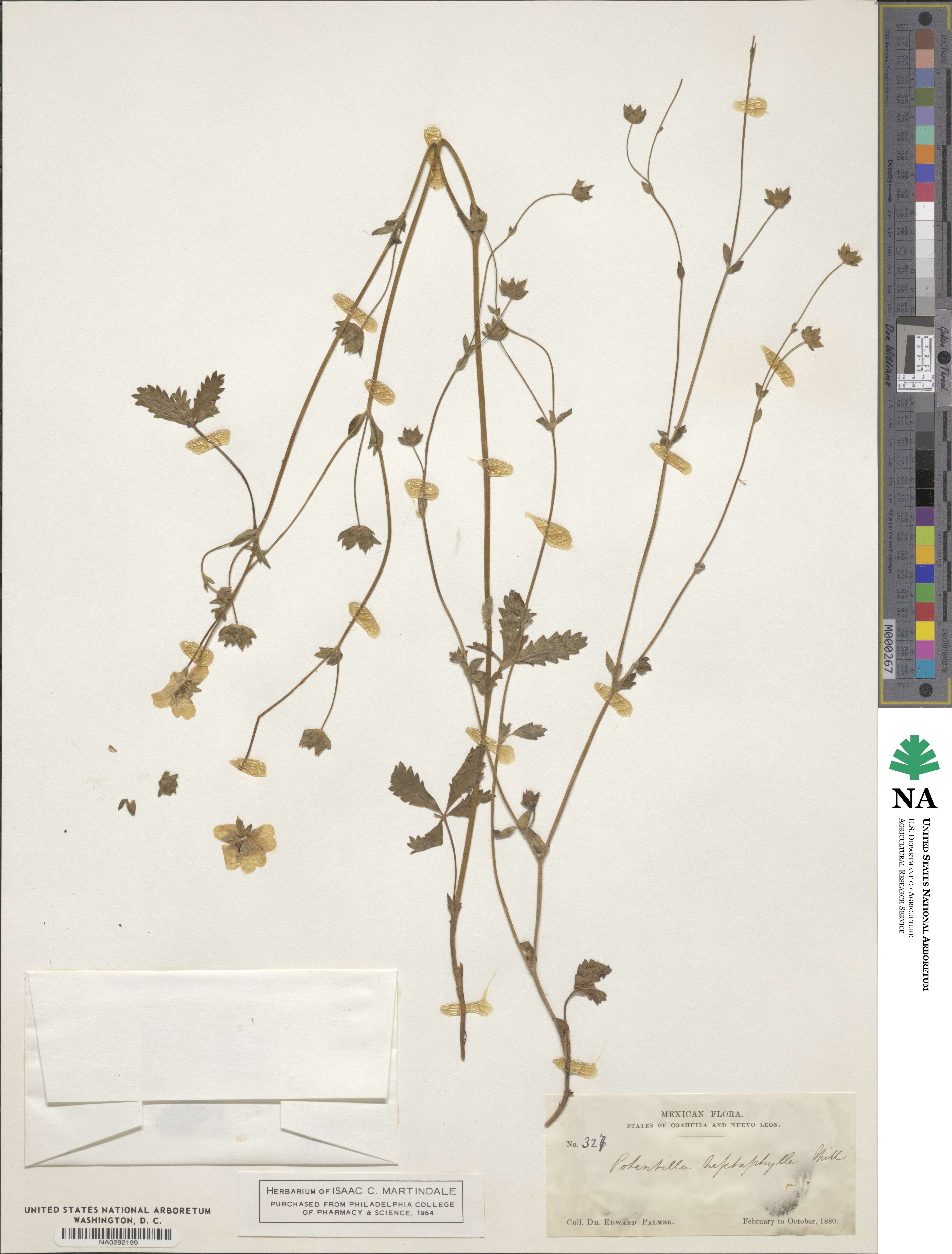 Potentilla image