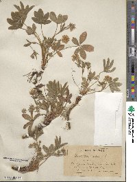 Potentilla alba image