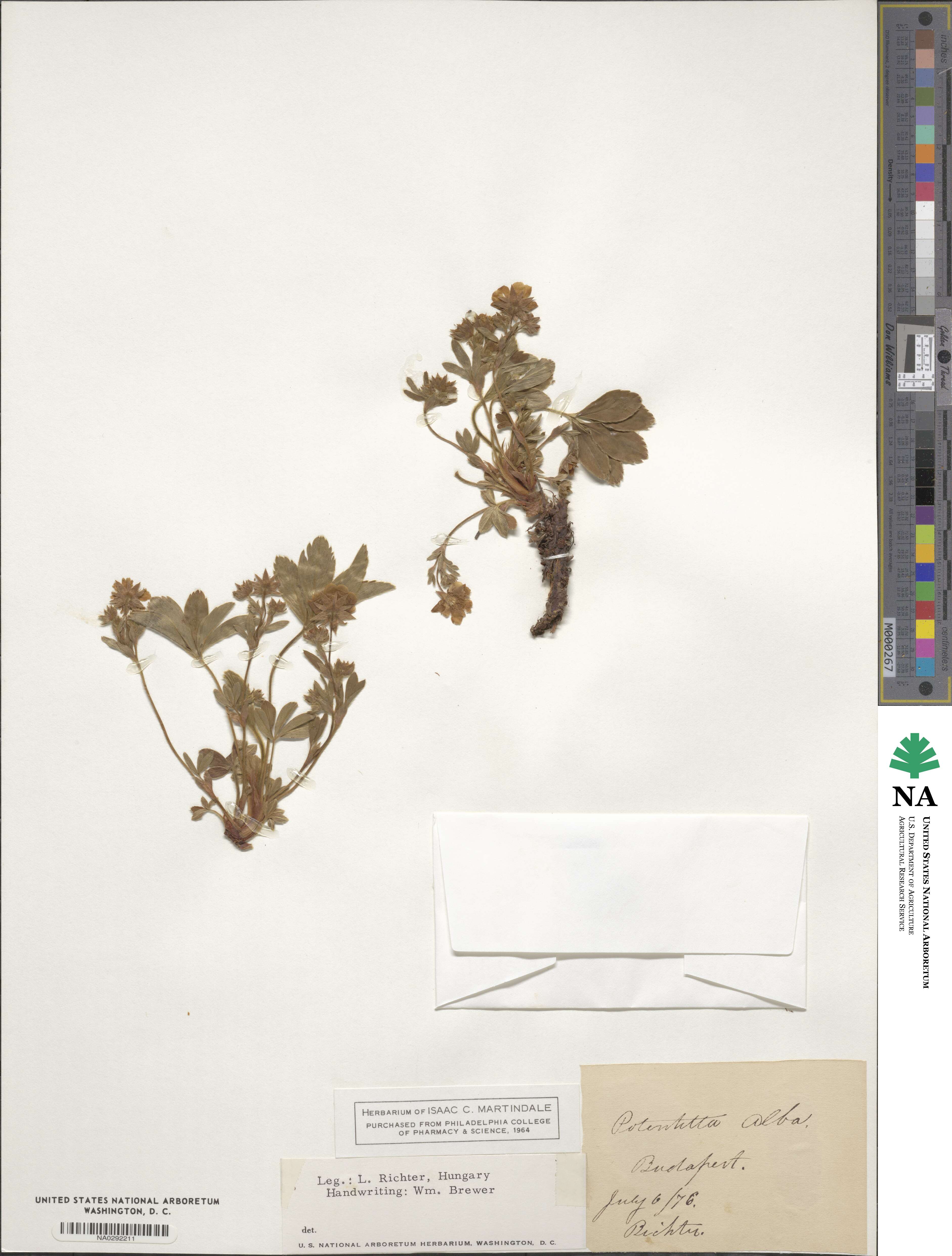Potentilla alba image