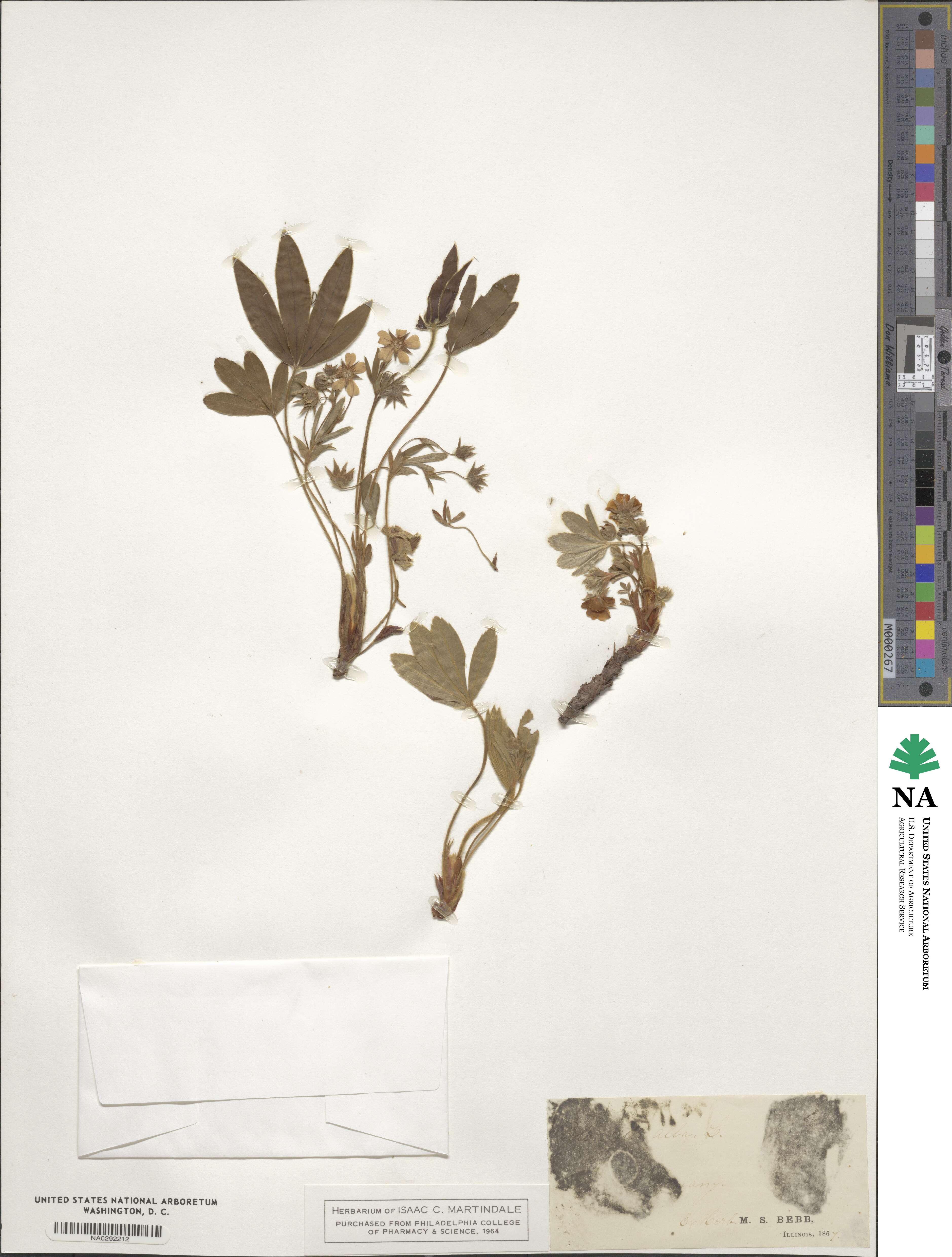 Potentilla alba image