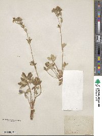 Potentilla alchemilloides image