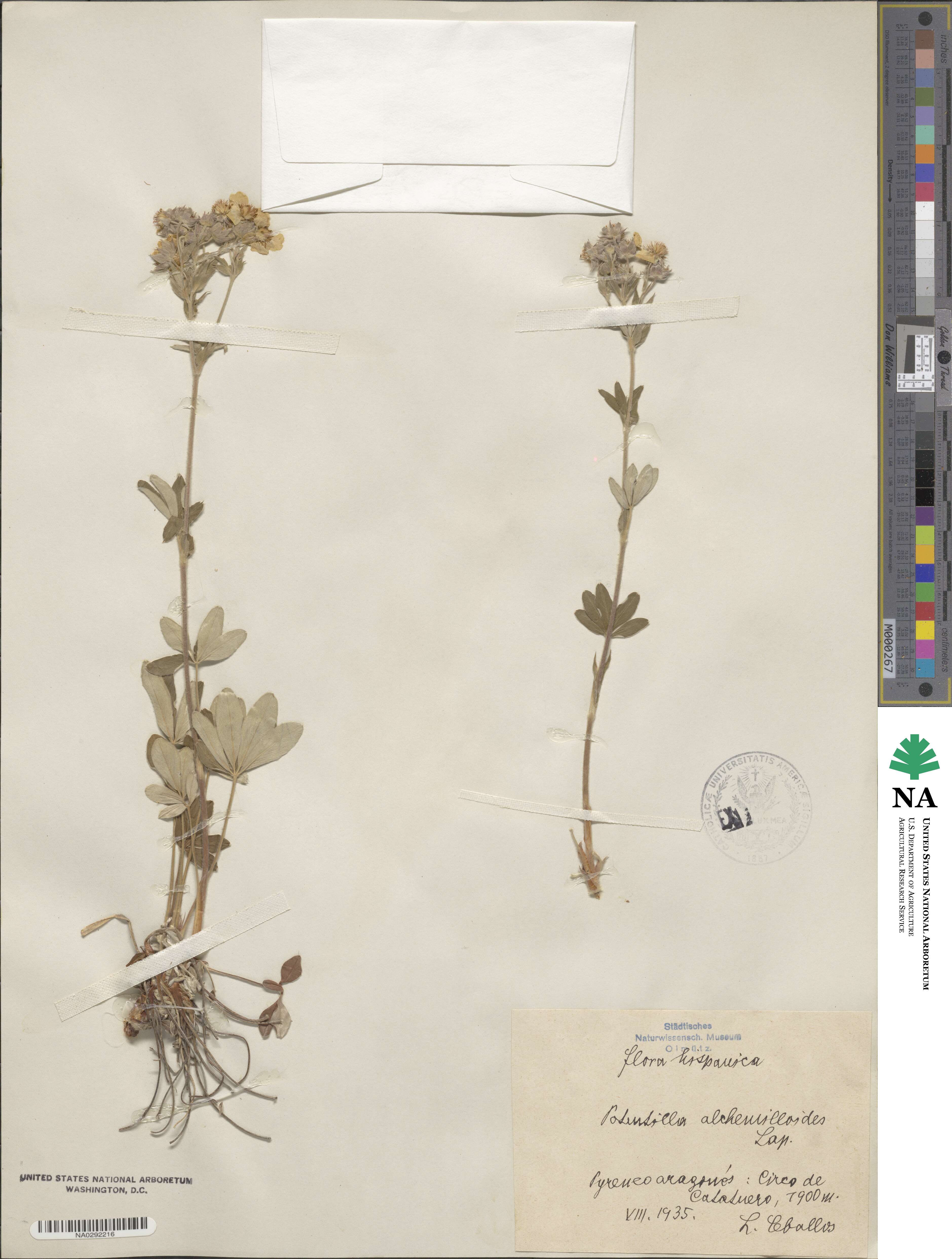 Potentilla alchemilloides image