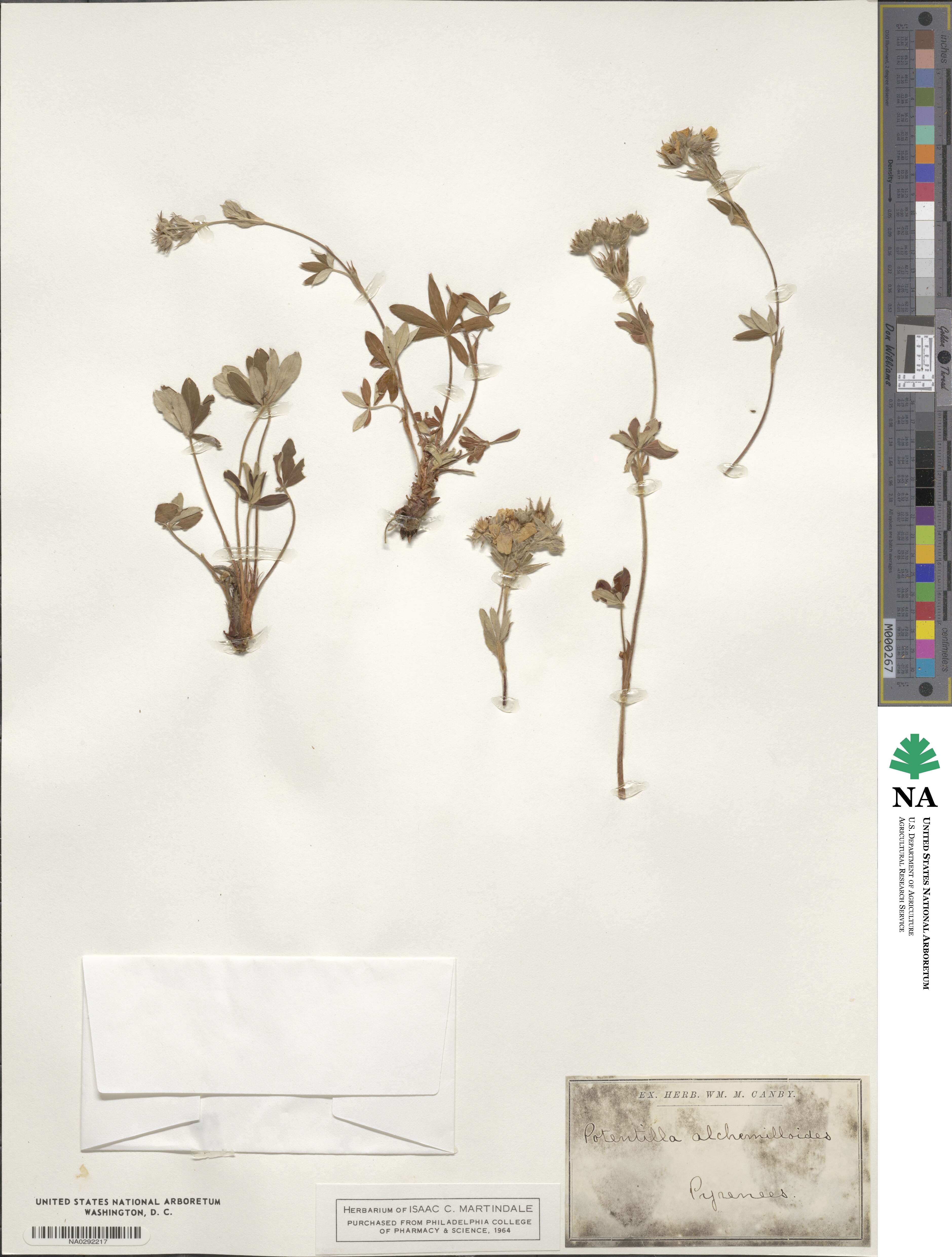 Potentilla alchemilloides image