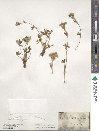 Potentilla alchemilloides image