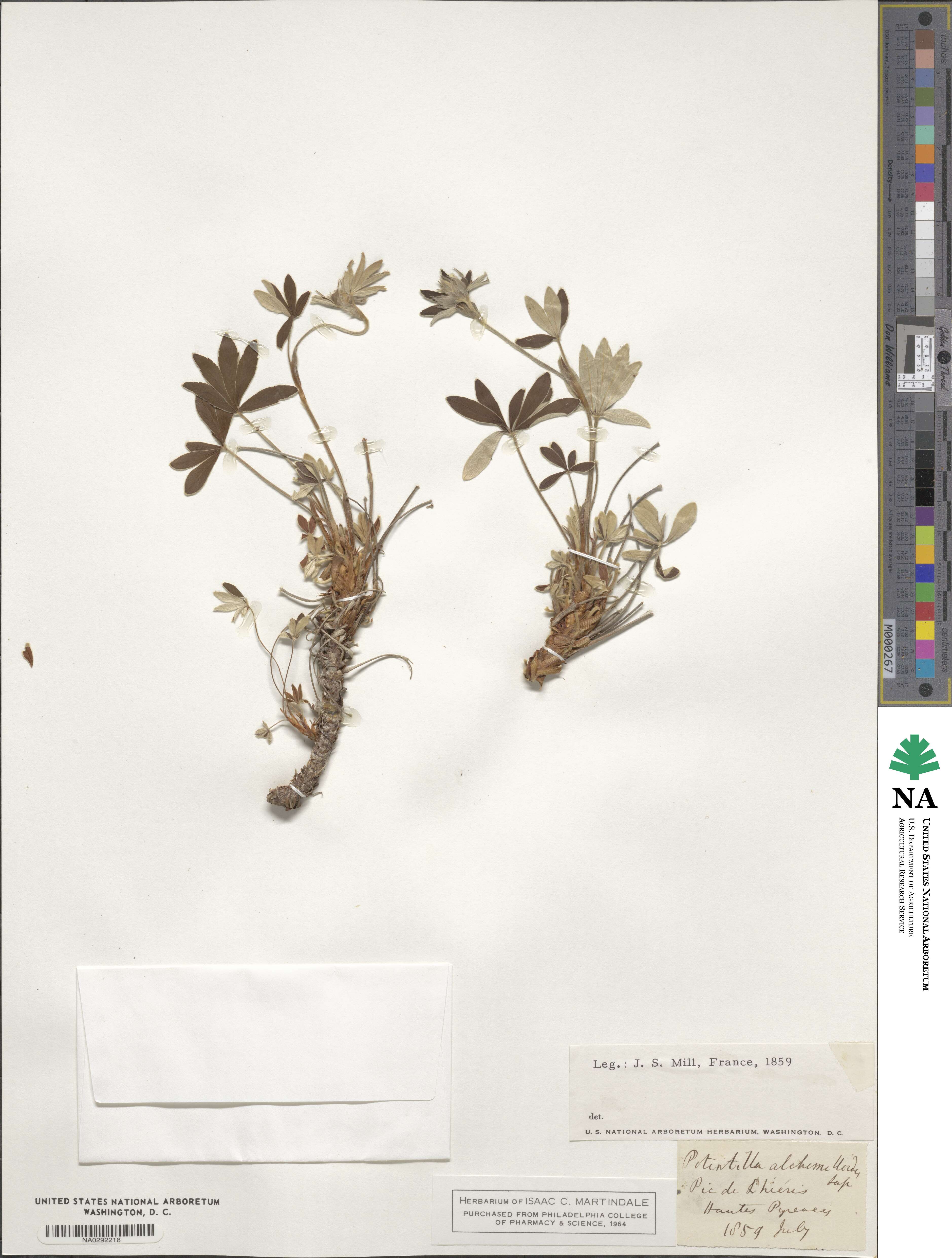 Potentilla alchemilloides image