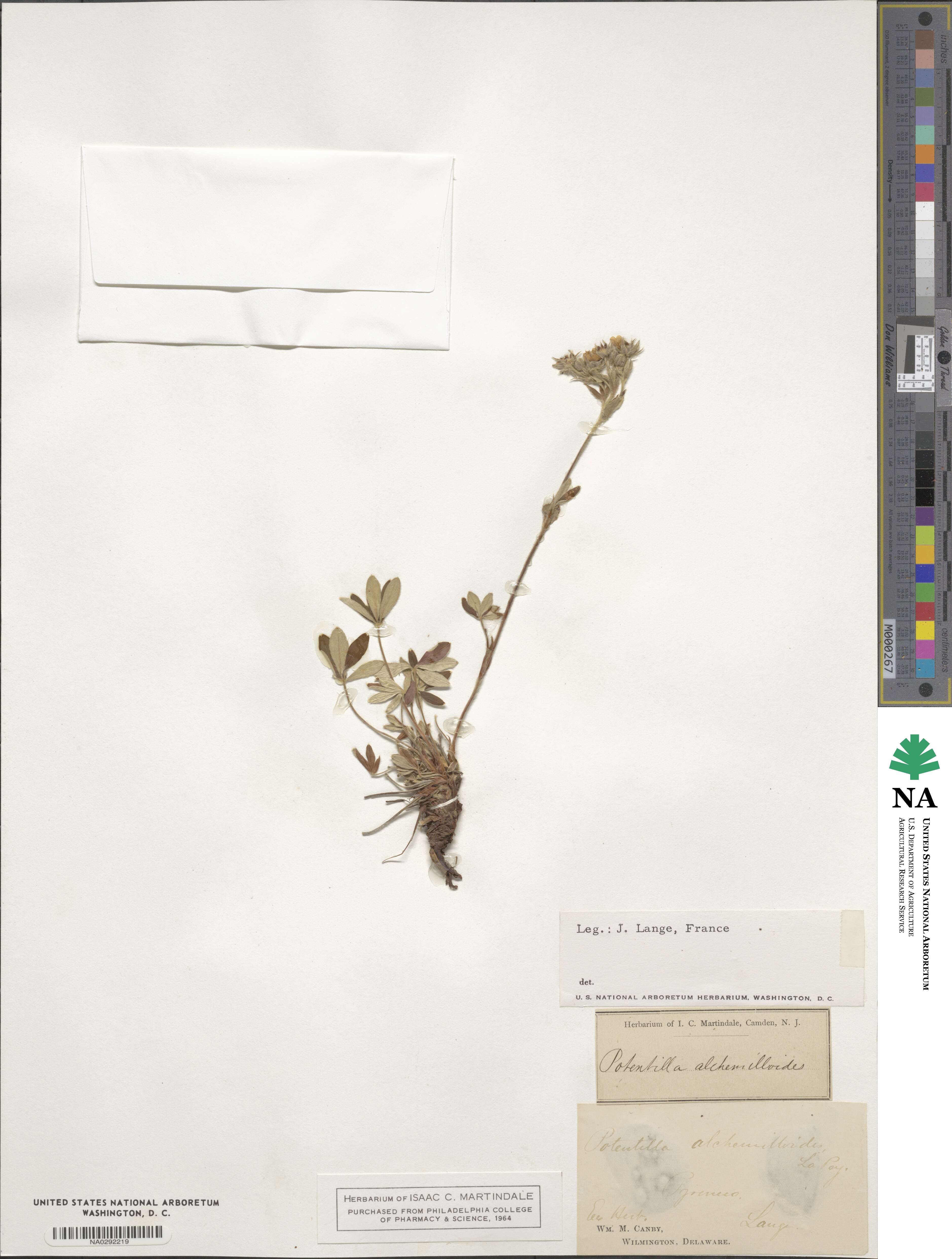 Potentilla alchemilloides image