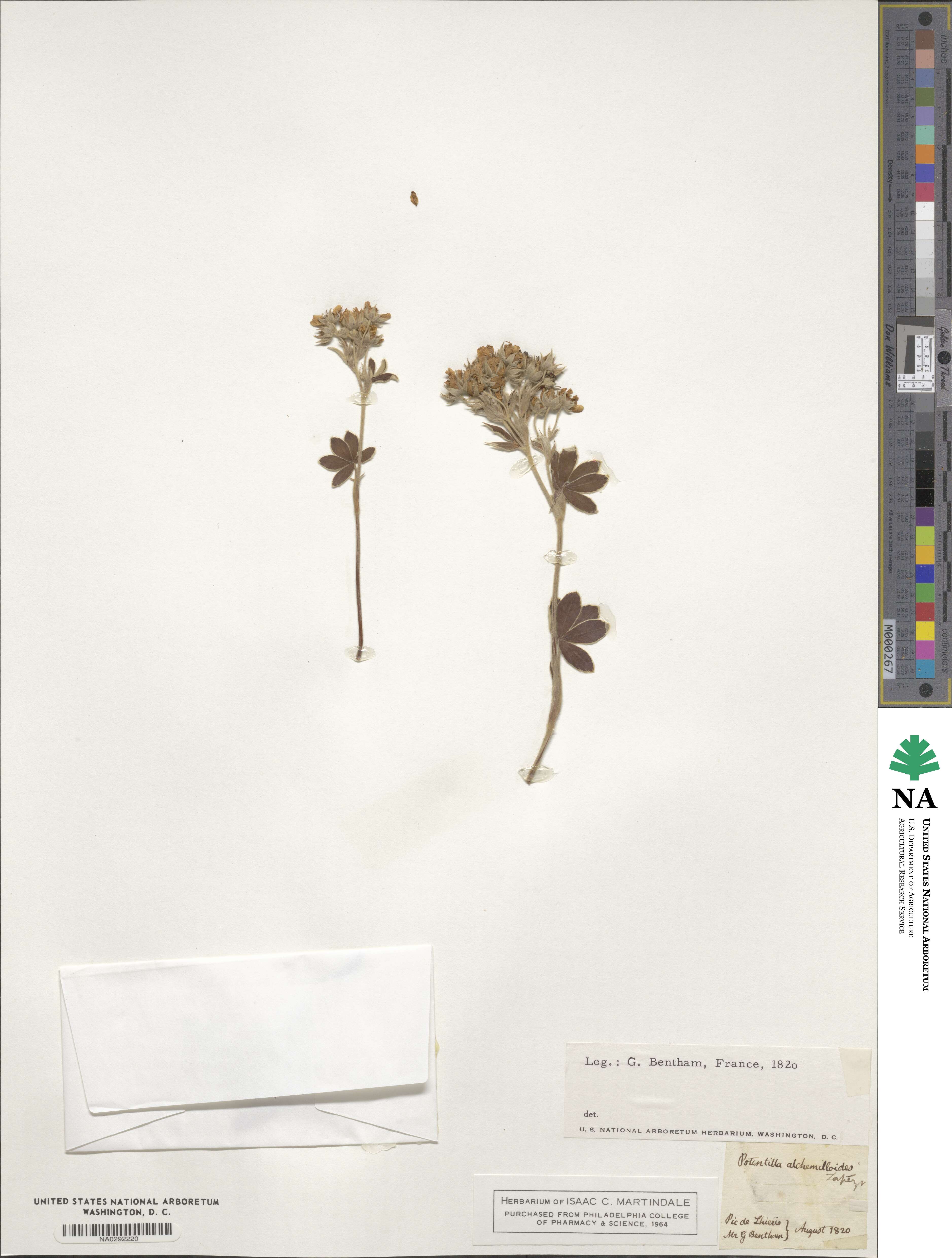 Potentilla alchemilloides image